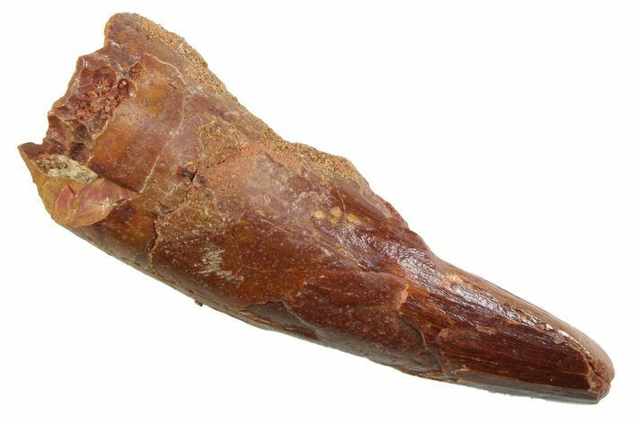 Fossil Spinosaurus Tooth - Real Dinosaur Tooth #352393